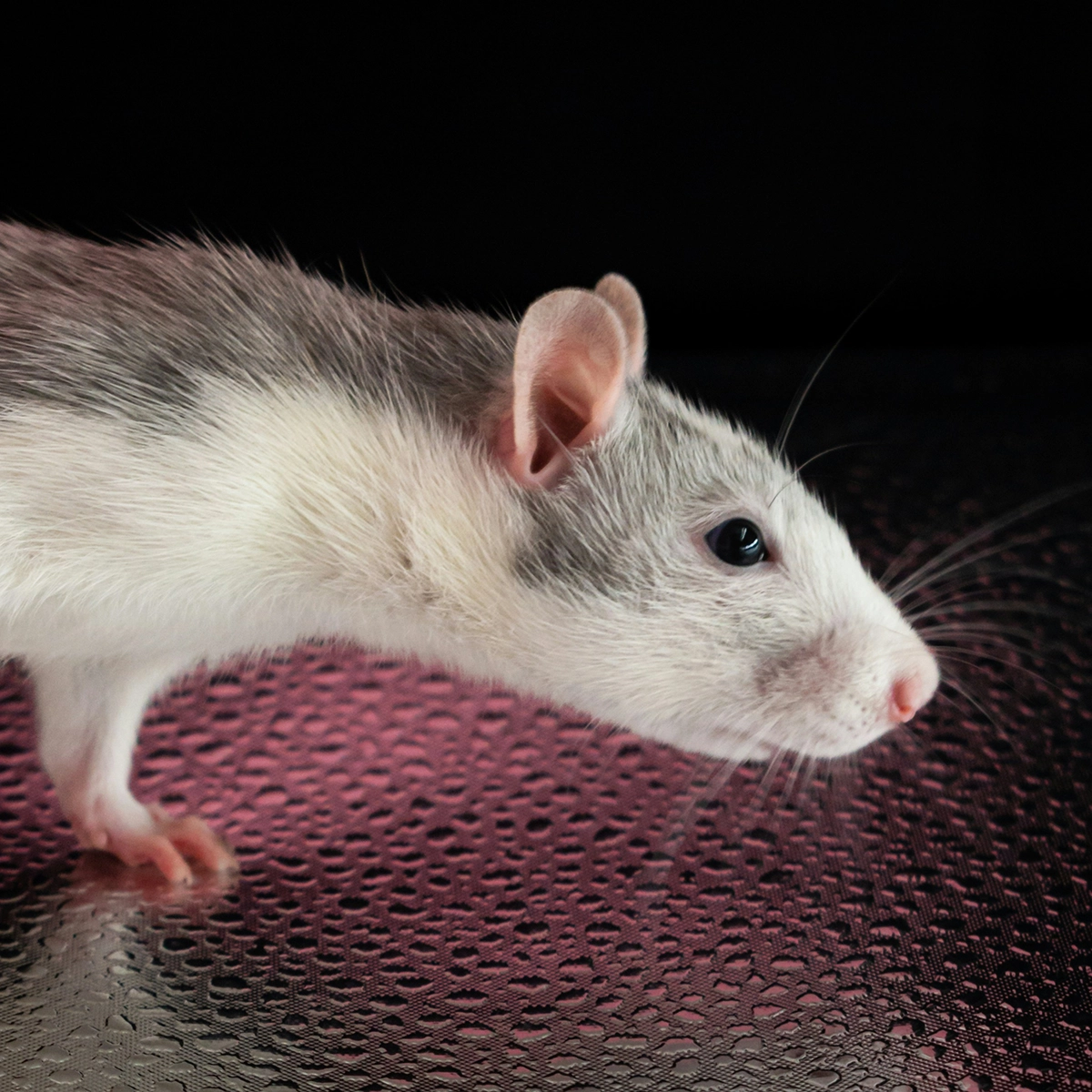 A rat walking along the ground