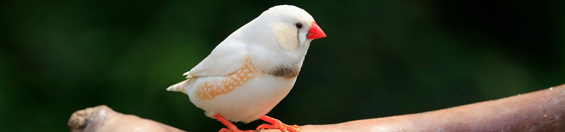A Zebra Finch on a Branch